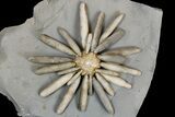 Jurassic Club Urchin (Asterocidaris) - Boulmane, Morocco #179459-1